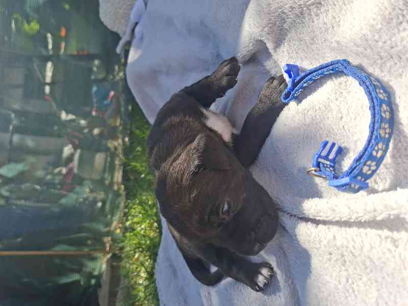 Cane corso  - foto 2