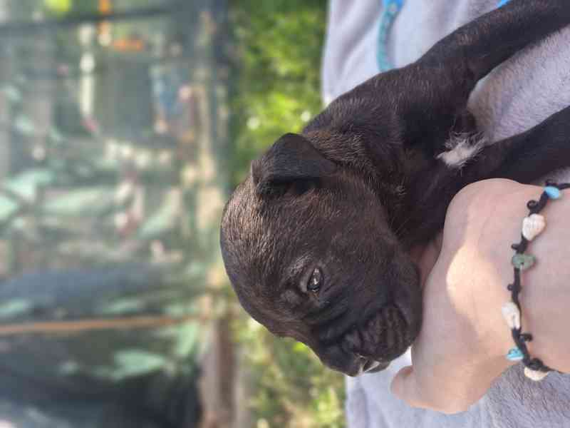 Cane corso  - foto 5