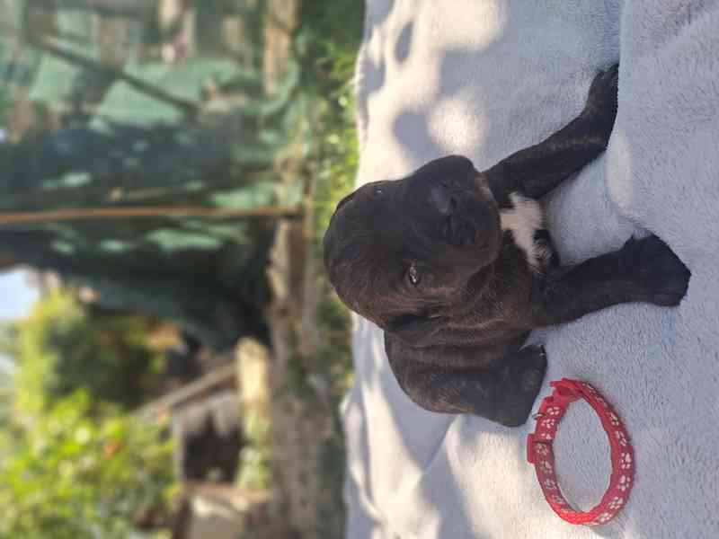 Cane corso  - foto 8