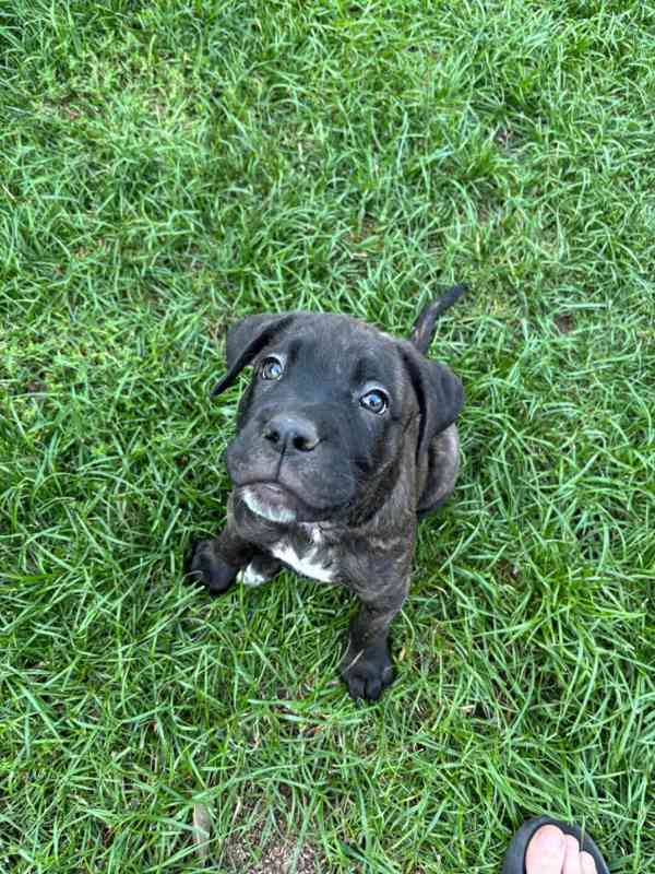 Cane corso  - foto 2
