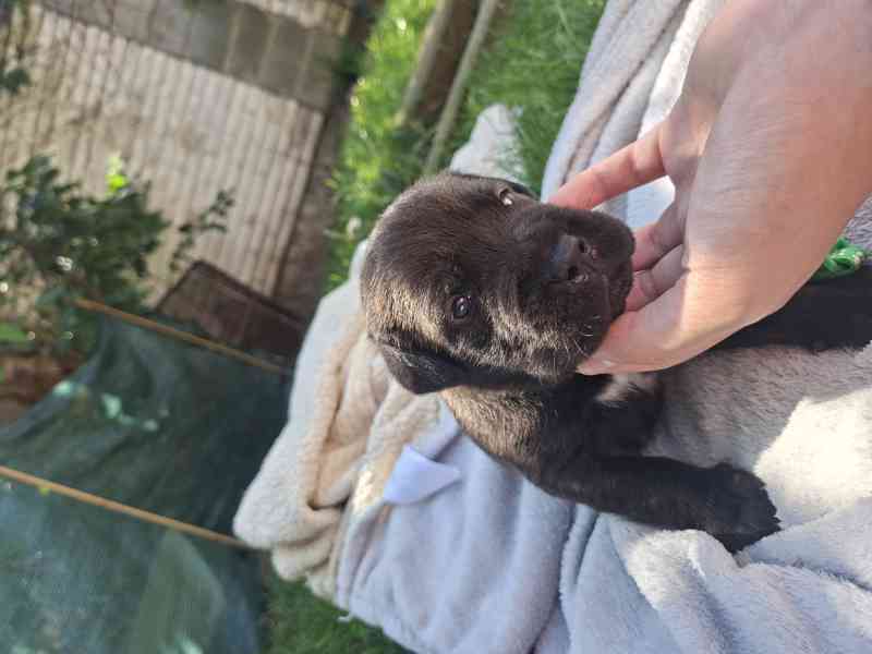 Cane corso  - foto 4