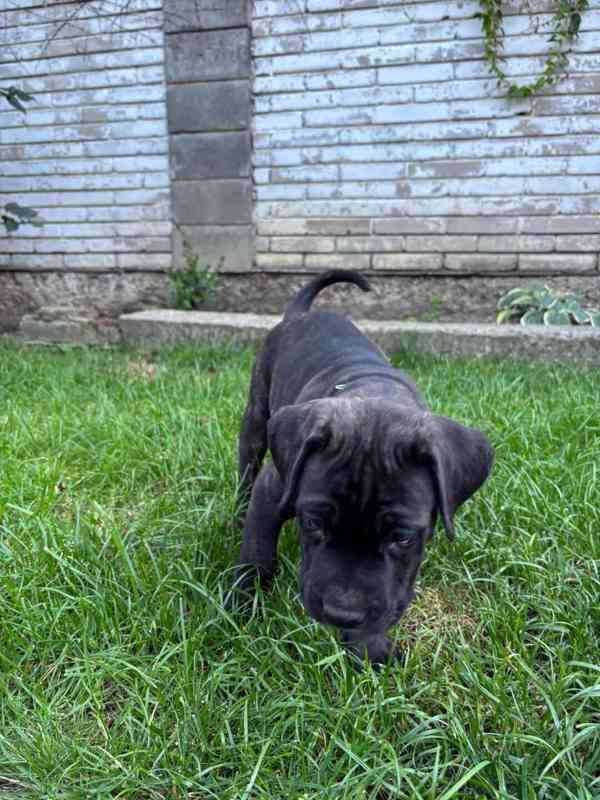Cane corso  - foto 1