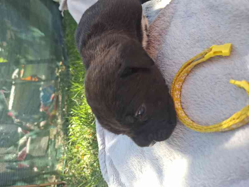Cane corso  - foto 3