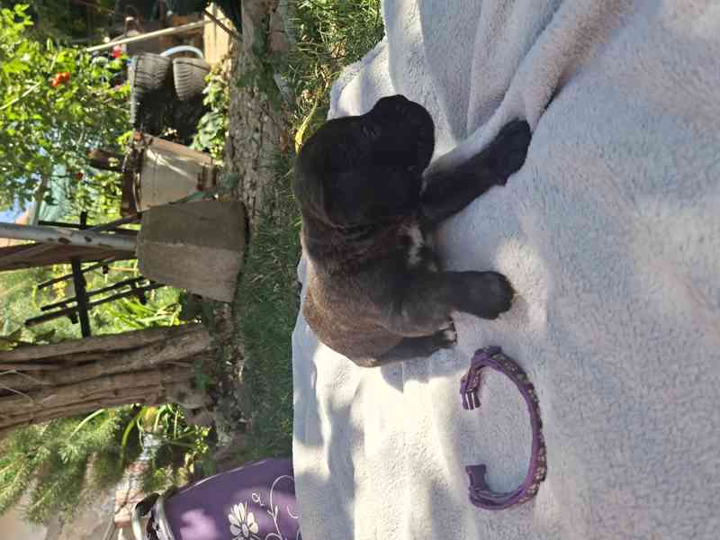 Cane corso  - foto 6