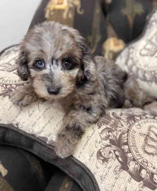 Štěňata čistokrevného pudla - foto 2