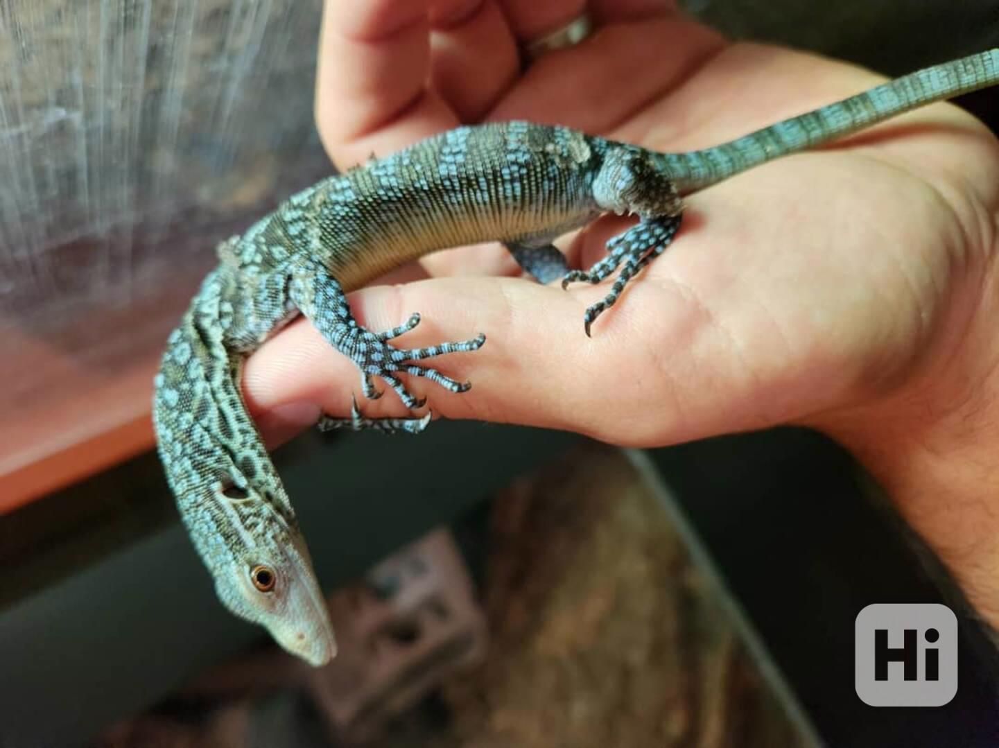 0.0.1 Varanus macraei - foto 1