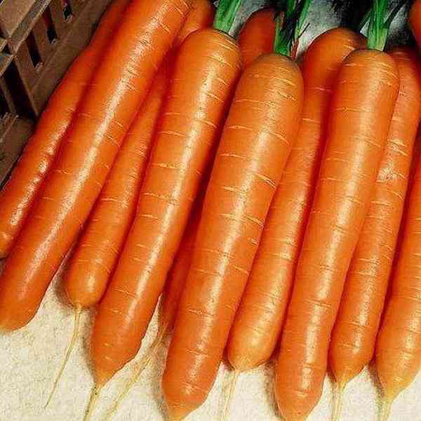 Mrkev Favorit - semena