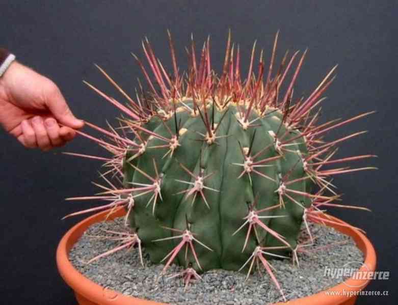 kaktus Ferocactus emoryi subsp. Rectispinus - semena - foto 1