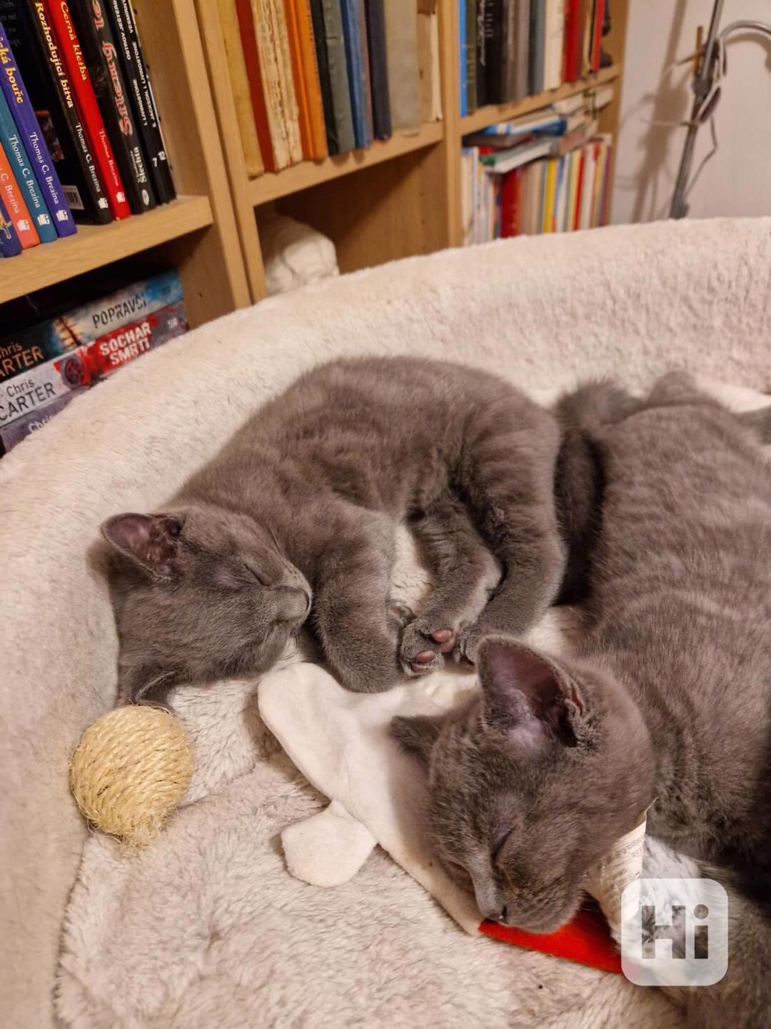 Britská koťátka - foto 1