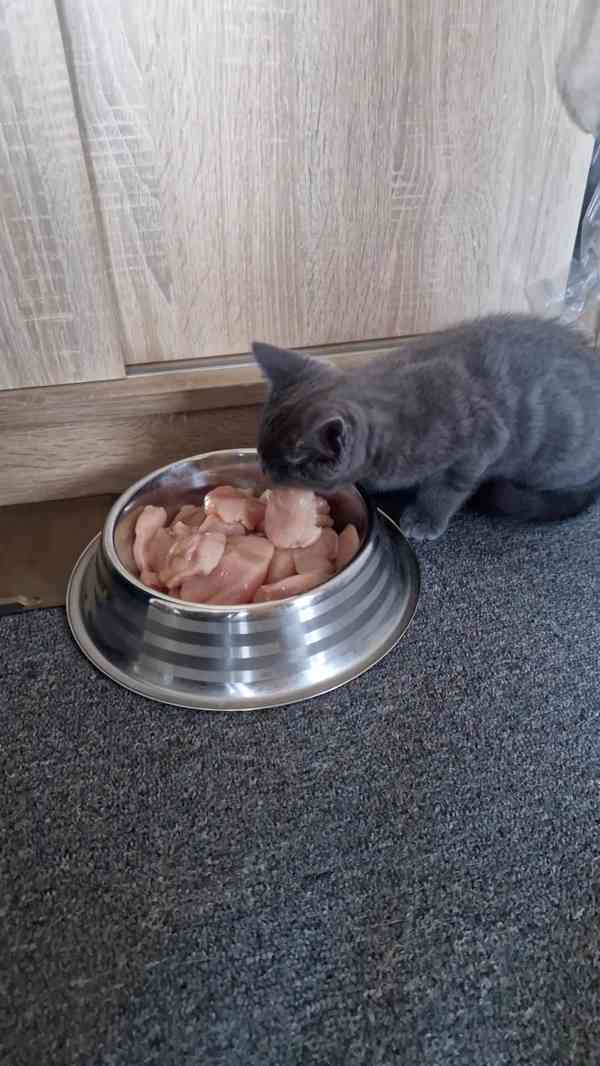 Britská koťátka - foto 11