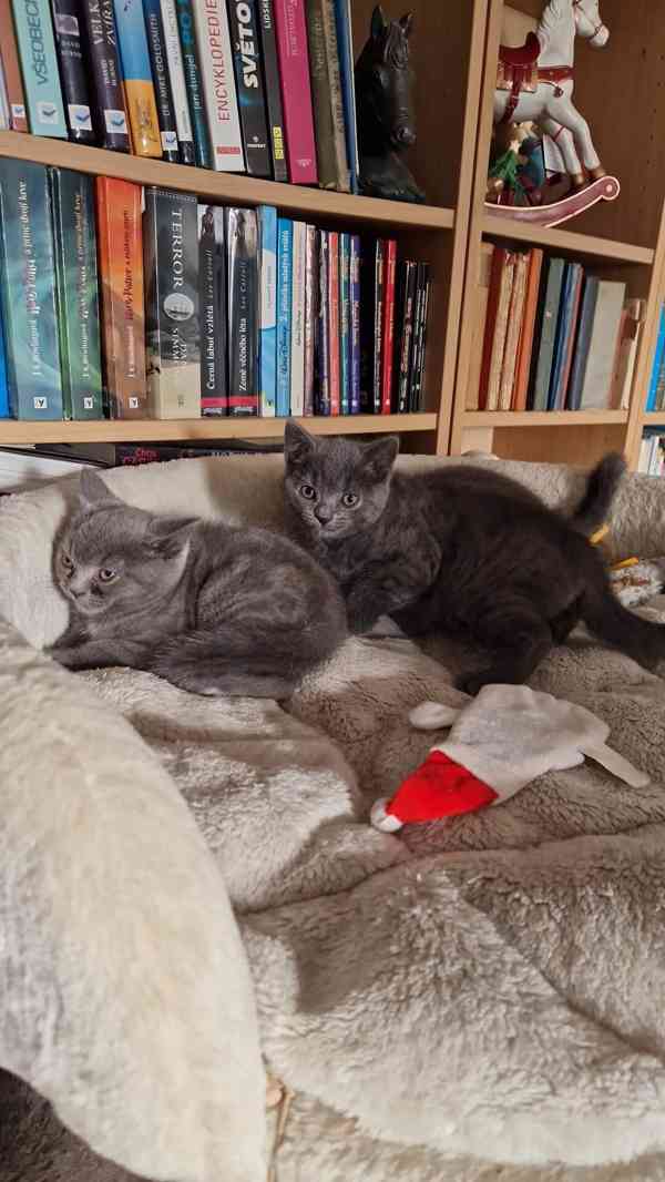 Britská koťátka - foto 6