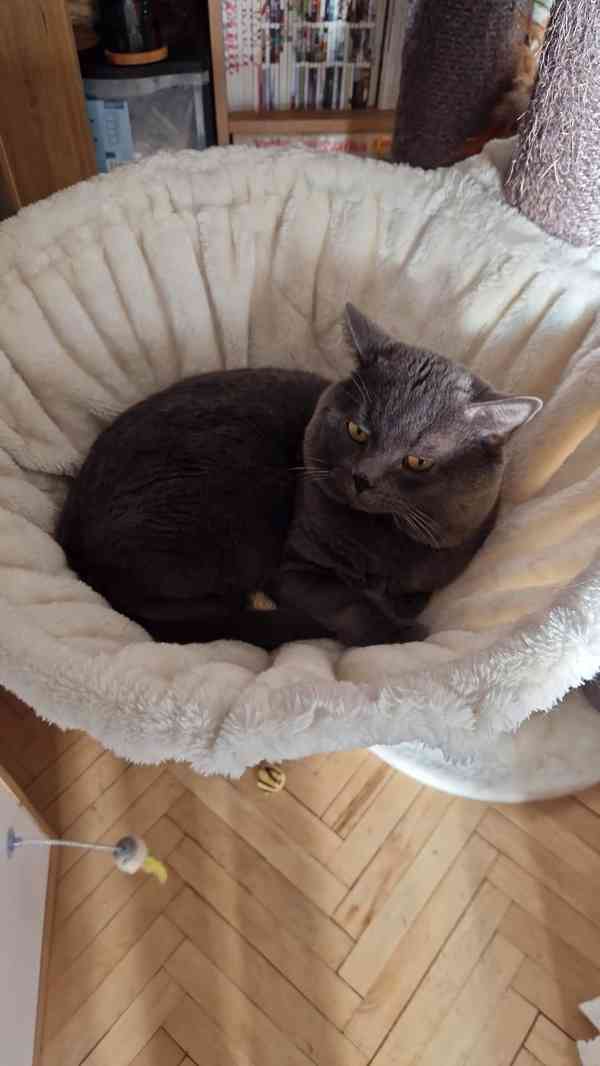 Britská koťátka - foto 12