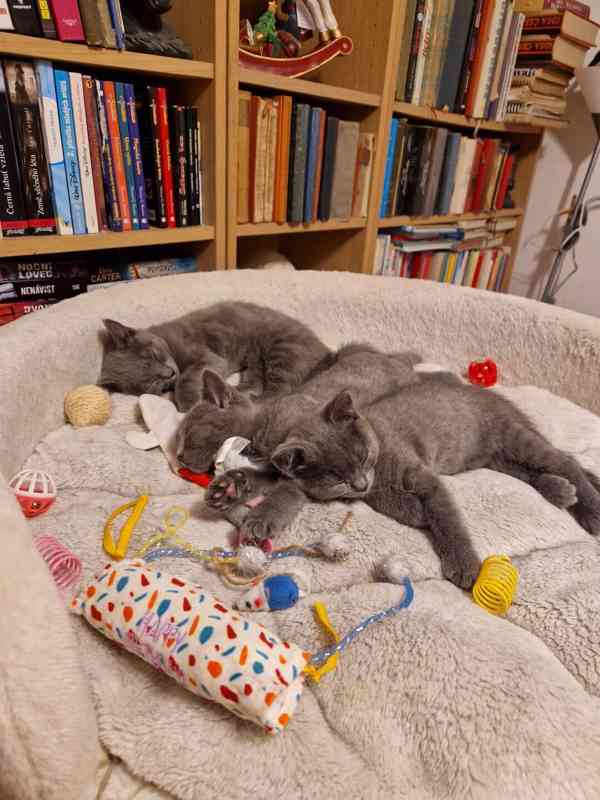 Britská koťátka - foto 3