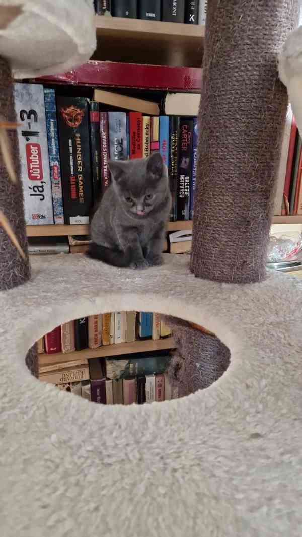 Britská koťátka - foto 10