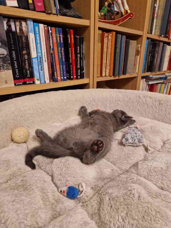 Britská koťátka - foto 4