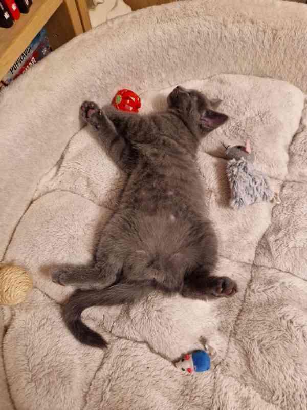 Britská koťátka - foto 5