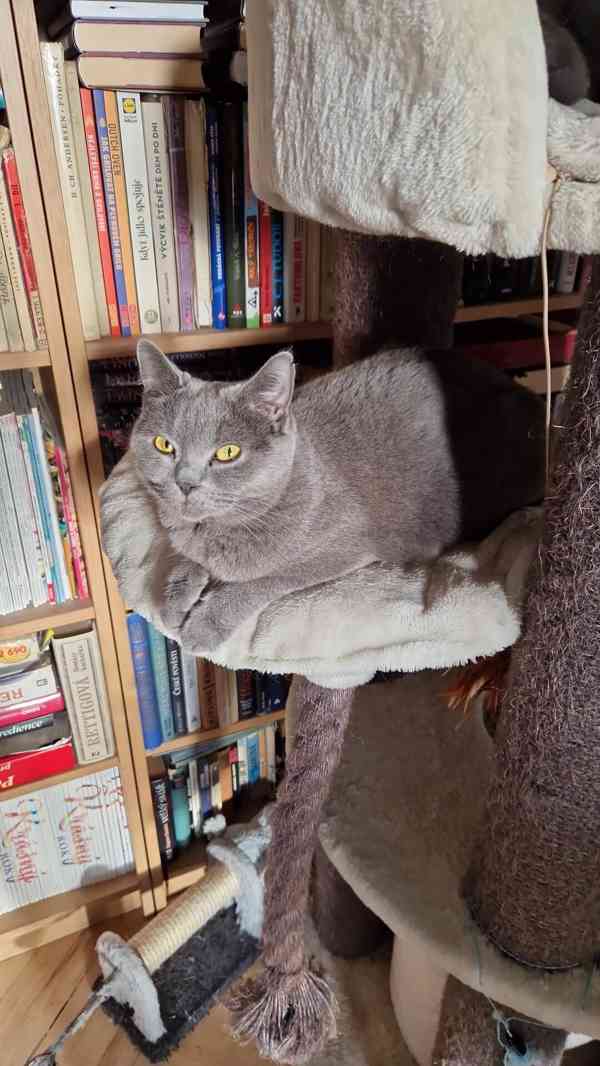 Britská koťátka - foto 8