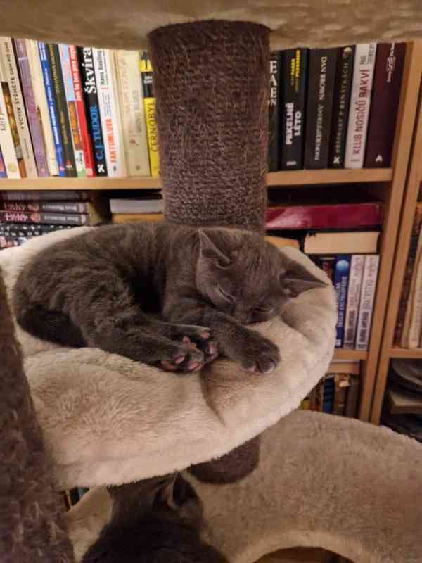 Britská koťátka - foto 2