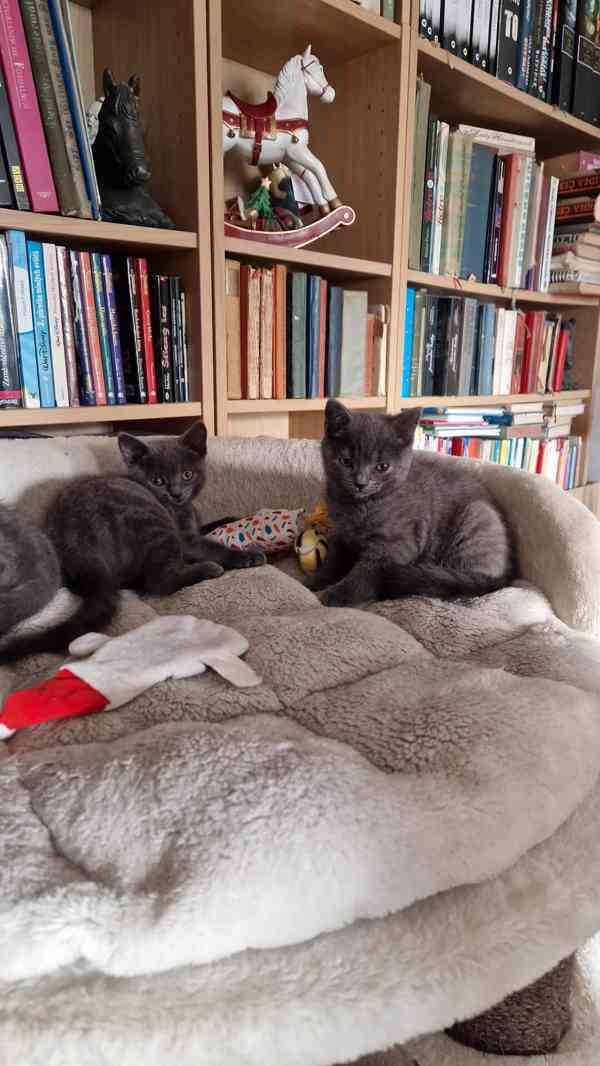 Britská koťátka - foto 9