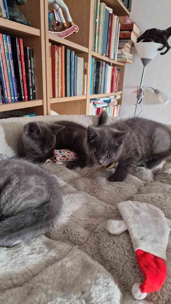 Britská koťátka - foto 7