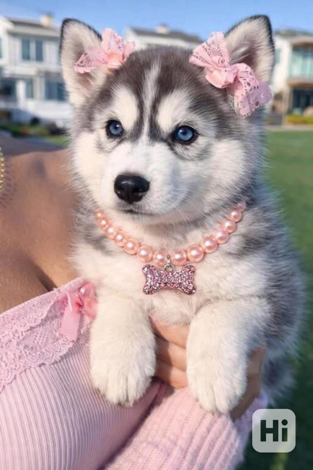 Zdarma dárek štěňata sibiřského huskyho k adopci   - foto 1