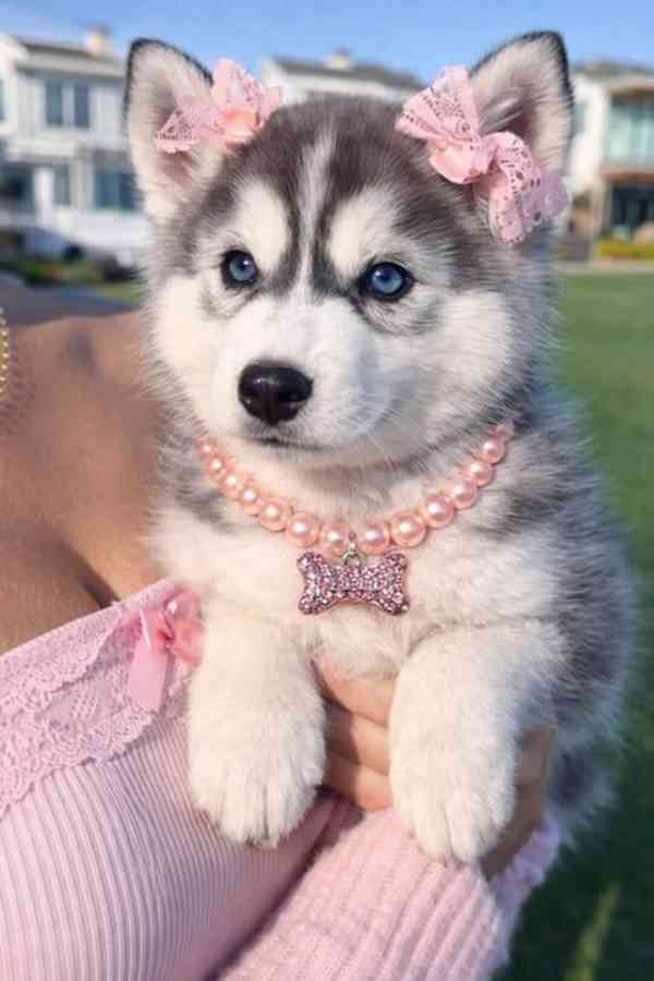 Zdarma dárek štěňata sibiřského huskyho k adopci   - foto 1
