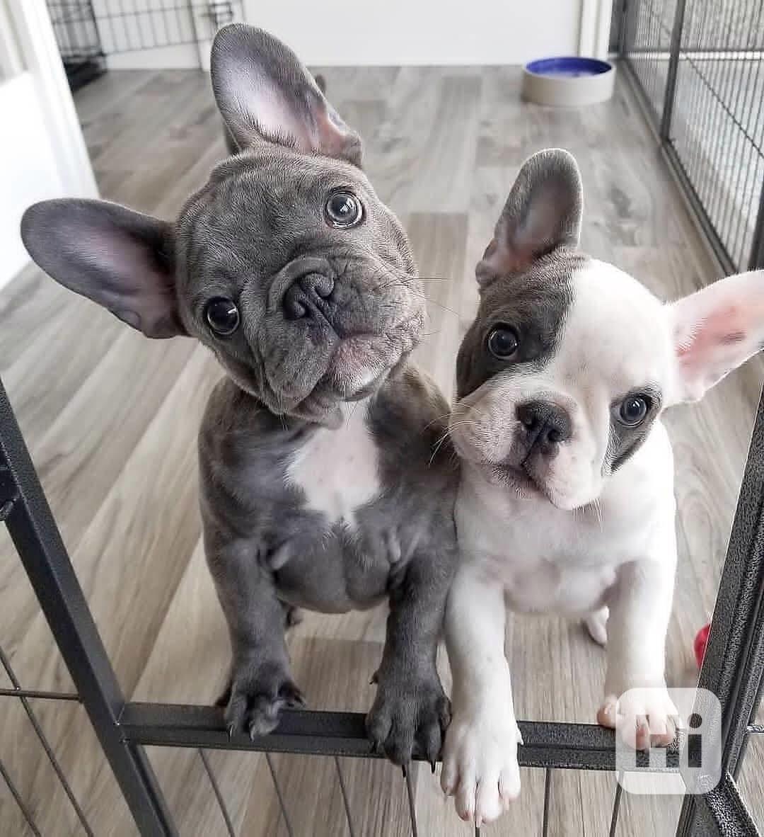 Krásné malé Francouzský Buldoček štěně - foto 1