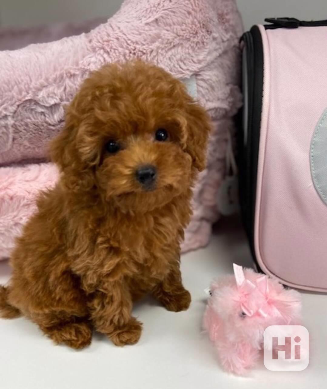 Toy pudlové jsou připraveni k odchodu. - foto 1
