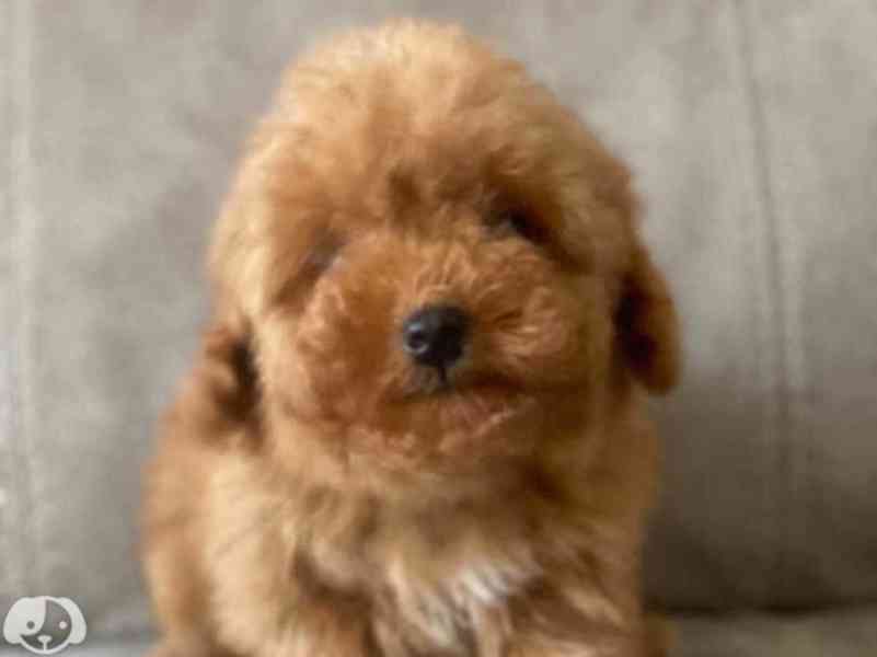 Toy pudlové jsou připraveni k odchodu. - foto 2