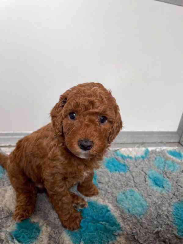 Rozkošný pudl k dispozici - foto 1