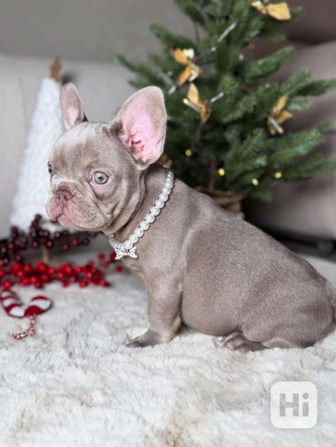 Vynikající francouzský buldok - foto 1