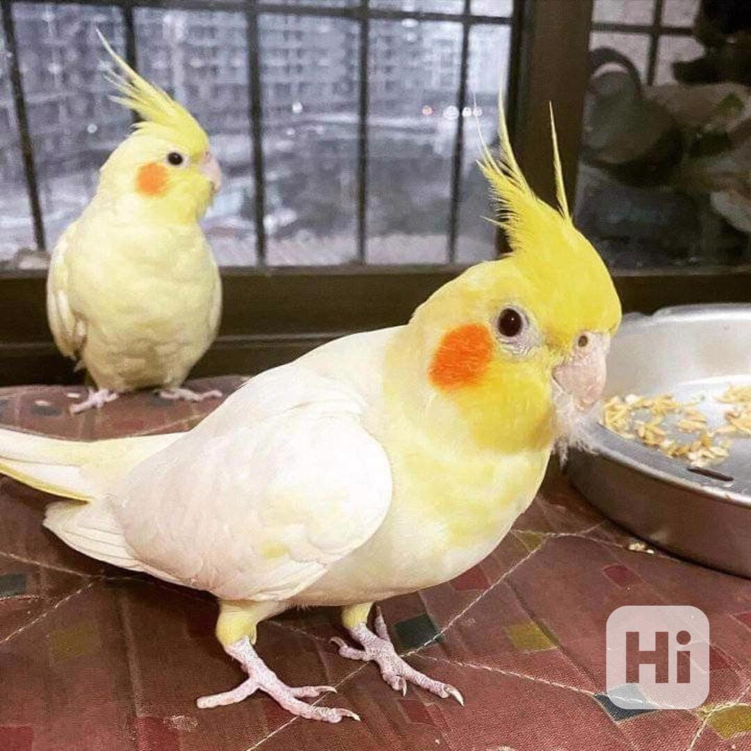  Překrásní papoušci korely ihned k adopci zdarma. - foto 1