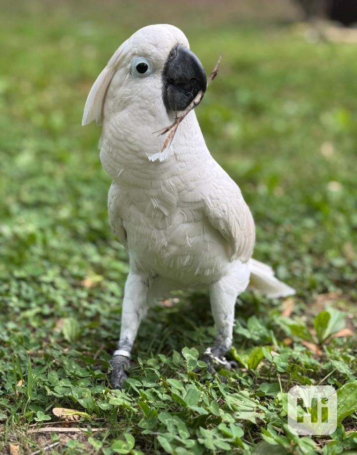 Hledám pečující domov pro mé papoušky kakadu - foto 1