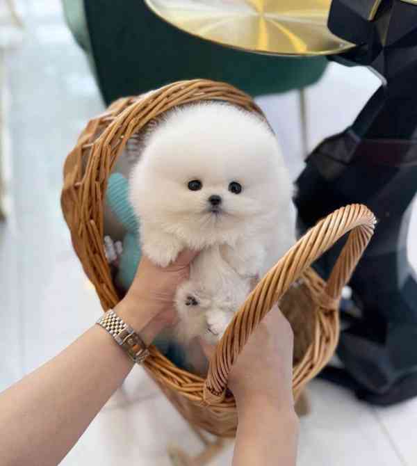 Rozkošná bezplatná štěňata pomeranianů na dárek  - foto 2