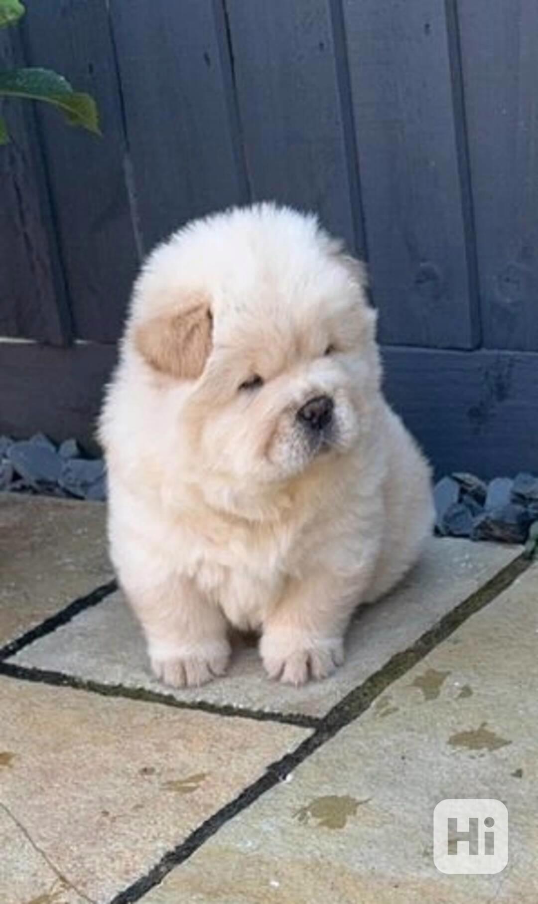 ChowChow Puppies Teddys Ready Choco/Lilac/Blue/Cin - foto 1