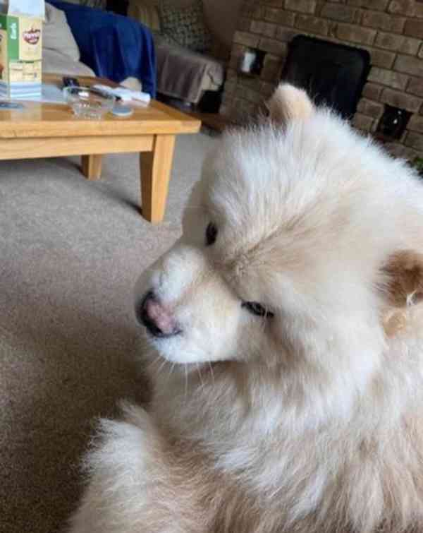 ChowChow Puppies Teddys Ready Choco/Lilac/Blue/Cin - foto 4