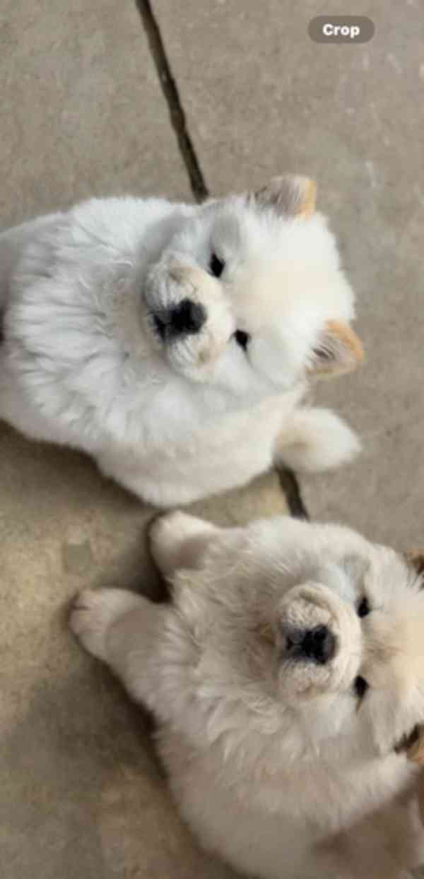 ChowChow Puppies Teddys Ready Choco/Lilac/Blue/Cin - foto 2