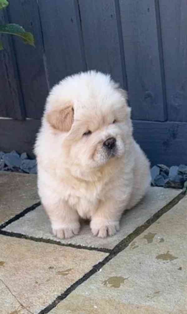ChowChow Puppies Teddys Ready Choco/Lilac/Blue/Cin - foto 1