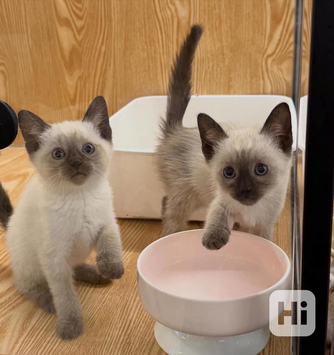 Krásné siamské kotě na prodej - foto 1