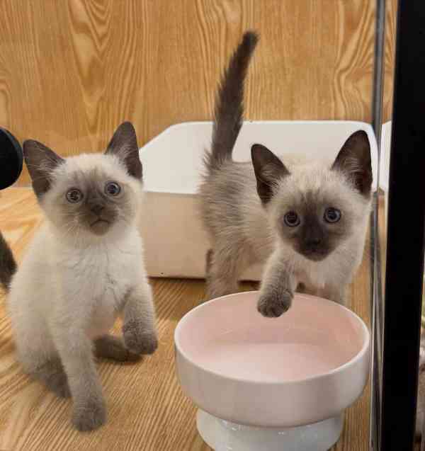 Krásné siamské kotě na prodej
