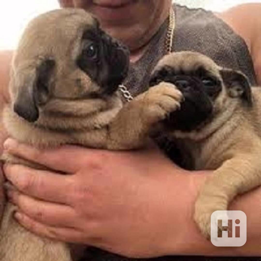 Čistokrevná štěňata mopse plavá Plavá, hravá, chytrá, milují - foto 1