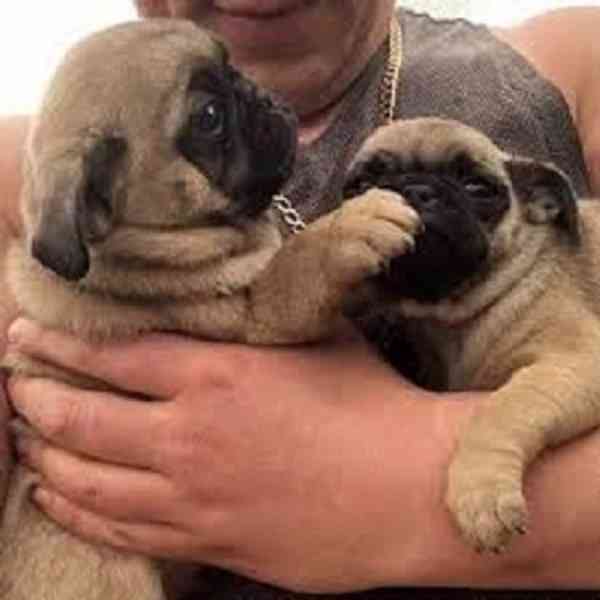 Čistokrevná štěňata mopse plavá Plavá, hravá, chytrá, milují - foto 1