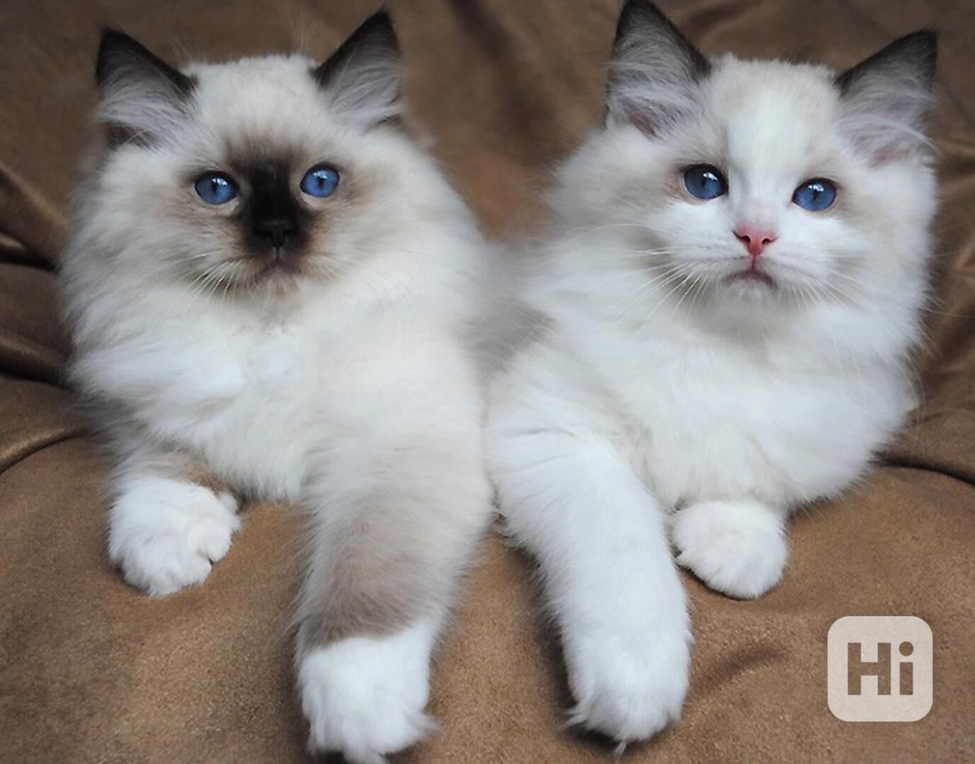 Koťata plemene Ragdoll z domácího chovu - foto 1