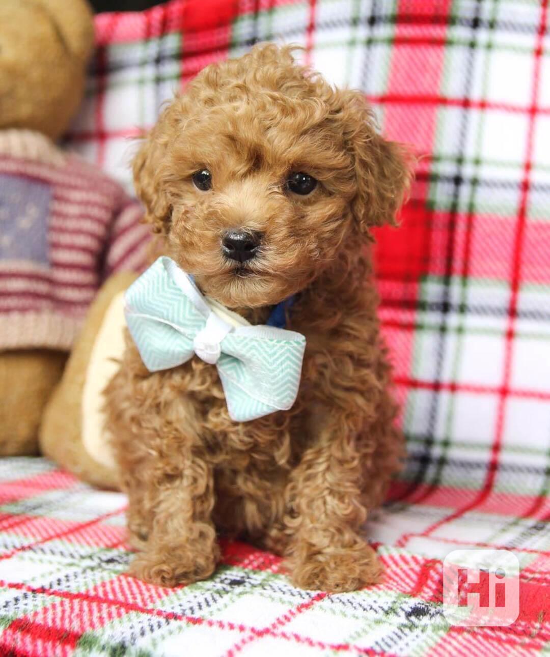 Pejsek a fenka toy pudl ve věku 12 týdnů - foto 1