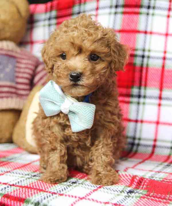 Pejsek a fenka toy pudl ve věku 12 týdnů - foto 1