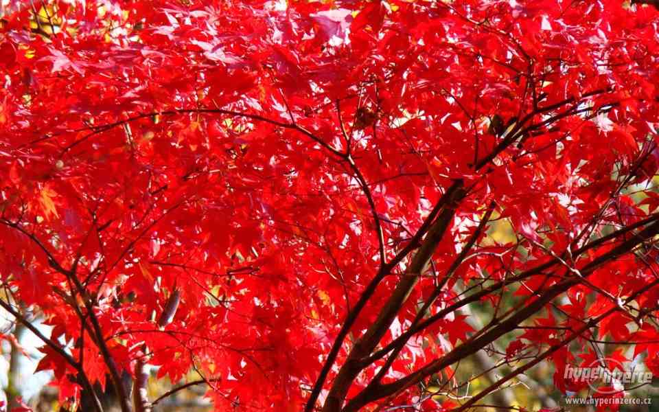 Javor červený japonský - semena 10 ks. - foto 3