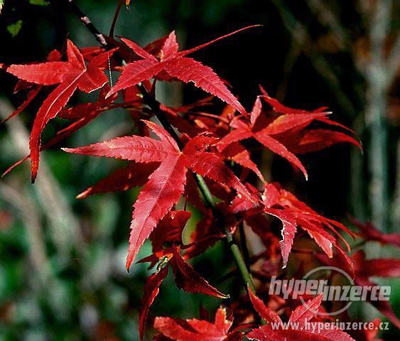 Javor červený japonský - semena 10 ks. - foto 4