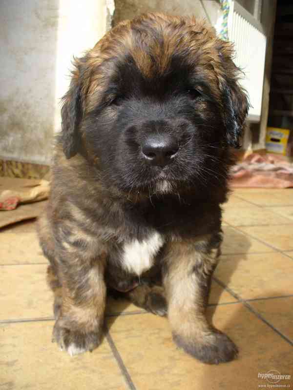 LEONBERGER s PP - foto 1