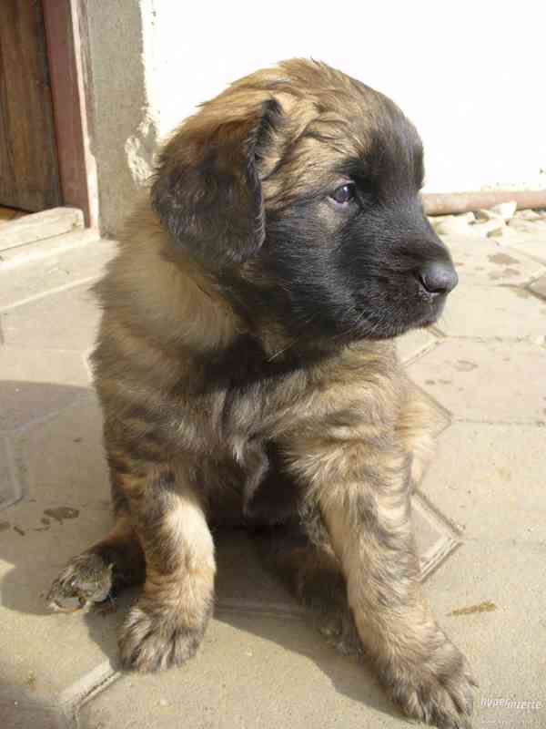 LEONBERGER s PP - foto 2