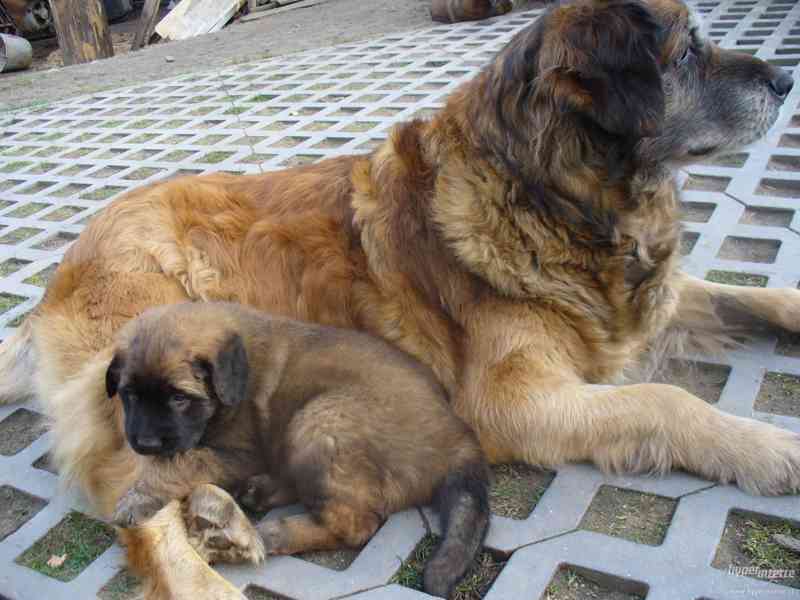 LEONBERGER s PP - foto 3